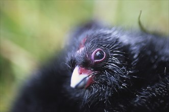 Chick in nest of the swamphen, Porphyrio porphyrio (Pukeko), West Coast, South Island, New Zealand,