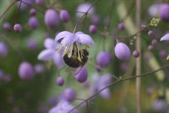 Honey bee collecting nectar from flower, Thalictrum dipterocarpum