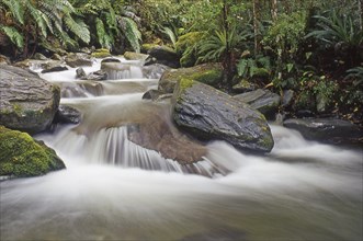 Beehives Creek on Mount Mason, West Coast, South Island, New Zealand, Oceania