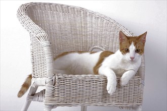 Domestic cat, dark red-white, in basket chair, Felis silvestris forma catus, Domestic-cat,