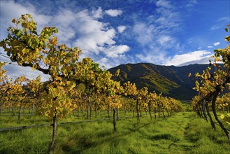 Grape vineyard in autumn in South Island, New Zealand, Oceania