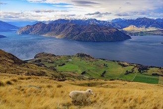 View of Lake Wanaka with a sheep on hill, South Island, New Zealand, Oceania