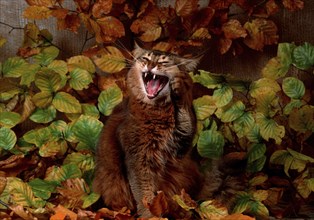 Somali cat, wild coloured, 3 years old