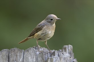 Pygmy flycatcher on a tree stump