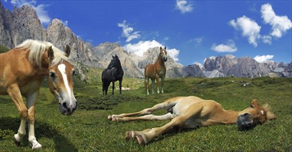 Horses on the Seceda, Selva di Val Gardena, Italy, Europe