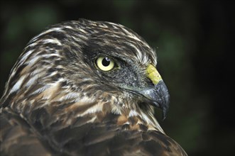 Portrait of Australasian Harrier Hawk, Circus approximans, New Zealand, Oceania