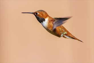 Hummingbird