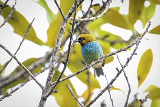 Small colorful Gilt-edged tanager perched on a tiny branch against leafy background, Caraca natural