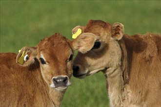 Cute Jersey calves, Westland, New Zealand, Oceania