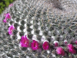 Ring of small pink flowers on barrel cactus, Mammillaria sempervaria