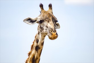 Isolated giraffe near acacia in the park of mara Kenya