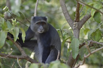 A black monkey of color a park of Tanzania