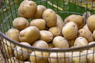 Market stall with unpeeled potatoes in a metal basket