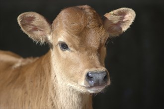 Portrait of Jersey calf