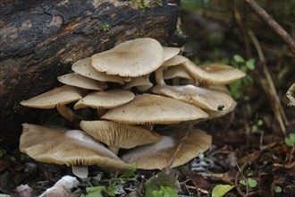 Group of pale brown toadstools, Flammulina velutipes, growing on a rotten log, West Coast, South