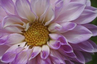 Mauve dahlia with fly on petal