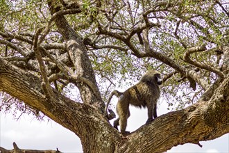 Isolated baboon sitting on a stone in the savannah of Masai Mara Park in Kenya