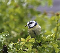 Small garden bird adult Blue Tit with Food for young in Rain