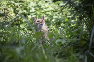 Wildcat observes movements in a tree