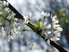 Close up of white cherry blossom flowers surrounded by leaves with a blurred branches and bright