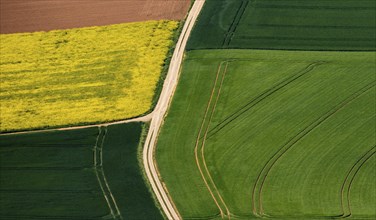 Country lane between green fields and a rapeseed field