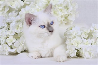 SACRED CAT OF BIRMA, SACRED BIRMAN CAT, BIRMAN CAT, KITTEN