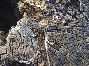 Old cracked decaying timber surface with tree rings and lines in a geometric concentric pattern