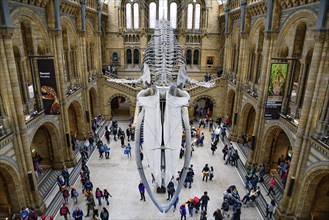 The interior of Natural History Museum with whale skeleton, London, United Kingdom, Europe