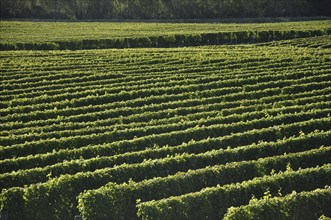 Well-groomed vinyard in Marlborough, New Zealand, Oceania