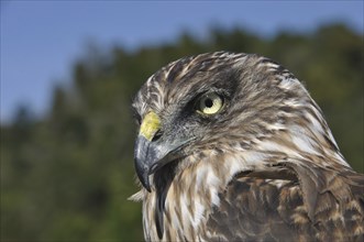 Portrait of Australasian Harrier Hawk, Circus approximans, New Zealand, Oceania