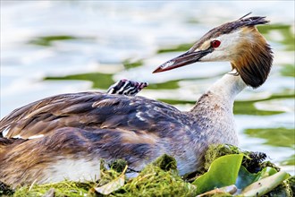 Great crested grebe