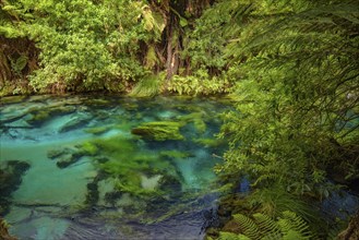 Blue Spring along Te Waihou Walkway in Hamilton, Waikato, New Zealand, Oceania