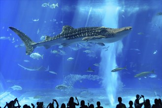 Whale shark in Okinawa Churaumi Aquarium, Japan, Asia