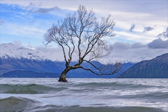 Wanaka tree and Lake Wanaka in winter, New Zealand, Oceania