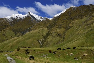 Mount Aspiring National Park in South Island, New Zealand, Oceania