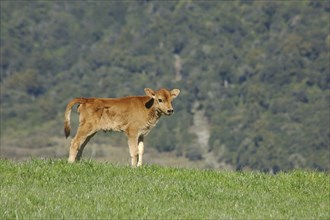 Jersey calf standing on hump, West Coast farm, South Island, New Zealand, Oceania