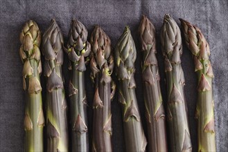 Fresh purple asparagus on dark linen in a dark light mood