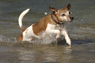 Jack Russell terrier in the water