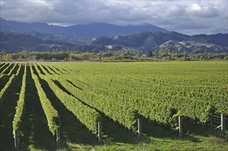 Well-groomed vinyard in Marlborough, New Zealand, Oceania