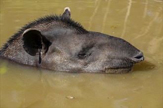 Close-up of a Tapir resting in a muddy pond, facing to camera, Pantanal Wetlands, Mato Grosso,