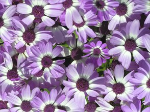 Mass of mauve and white flowers