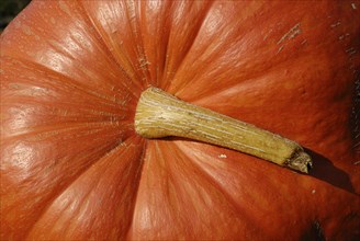 Halloween pumpkin