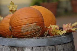 Pumpkins on a wooden barrel with maple leaves