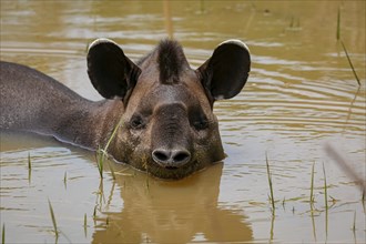 Close-up of a Tapir resting in a muddy pond, facing to camera, Pantanal Wetlands, Mato Grosso,