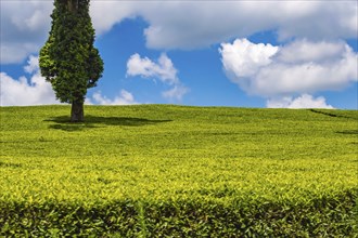 Field of tea leaves as far as the eye can see near Thika in central Kenya