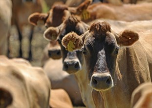 Herd of Jersey cows, Westland, New Zealand, Oceania