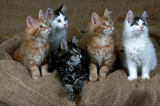 Maine Coon cat litter, 12 weeks old