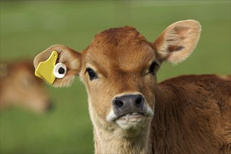 Cute Jersey calf, Westland, New Zealand, Oceania