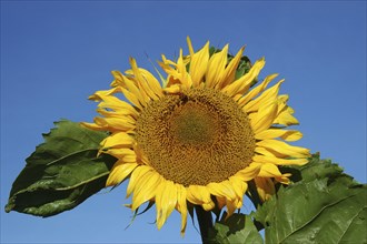 Giant sunflower against blue sky