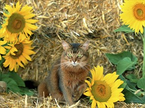 Somali cat, wild coloured, 5 years old